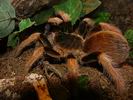 Megaphobema robustum